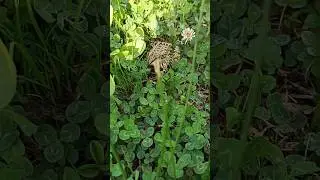 Как надувается лягушка 