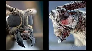 Extreme Macro Photography