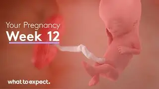 12 Weeks Pregnant - What to Expect