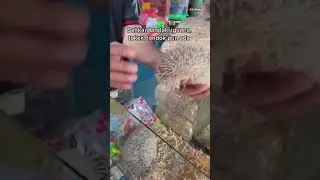 BdgReview Channel - Pasar Burung Sukahaji