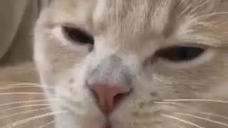 10 kelakuan kucing random
