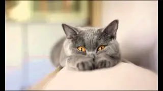 Корма для кошек суперпремиум класса