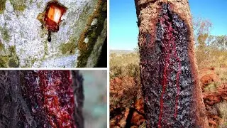 L'albero del sangue di drago - L'albero che sanguina