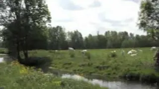 Charente Maritime : troupeau charolais & rapace le long de la Boutonne  .mpg