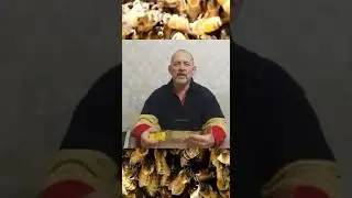 Причина Гибели Молодых Маток #пчеловодство