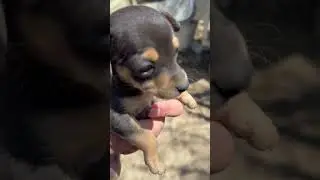 The meanest dog! Too cute! 😂