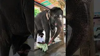 Elephant Love 🐘 | Adi Kumbeswarar Temple Elephant Mangalam Pesum Azhagai Parunga
