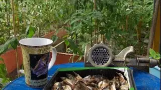 Томаты  рыбная подкормка .