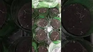 Проросли ТОМАТЫ посеяные в стаканчики 25.02.2024