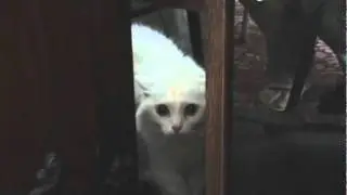 Кошка говорит УХОДИ УХОДИ УХОДИ