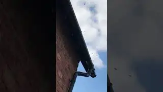 Wasp MADNESS! 