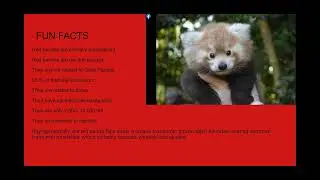 Red pandas!!!! Stop Motion - Google Slides