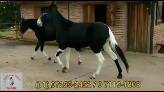 Burros a venda