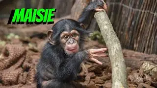 Maisie's Adorable Beginnings: A Heartwarming Look Back