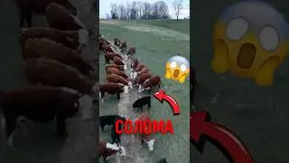 🐄 Почему тюки сена делают круглыми! #животные #природа #интересно