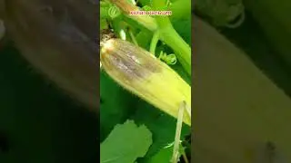 КАКИЕ ПРЕПАРАТЫ Я ИСПОЛЬЗУЮ ОТ ВЕРШИННОЙ ГНИЛИ
