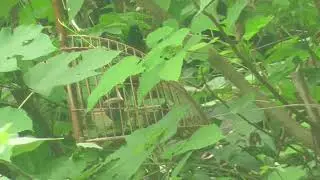 Luyện Mồi Vậy Mới Cứng Ae ạ