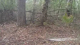 yote1
