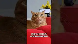 Почему коты не реагируют когда их зовут 