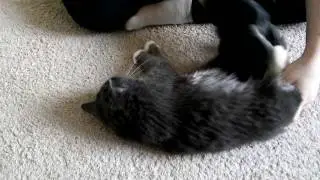 Кот и перчатка для шерсти