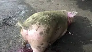 18+!!! Забой кабана в 6 месяцев!