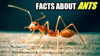 Ant Facts: OVER 10,000 SPECIES 🐜 Animal Fact Files