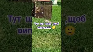 Сад перетворюється в дитсадок для малечі 🤫 #індокачки #бролер #дикікачки #гусенята #курчата #дикі