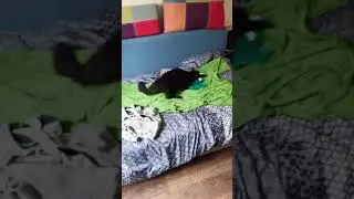 Мейн-кун зверь