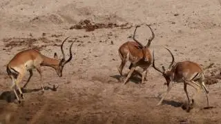 Panoramic Adventure Presents: Serengeti Expedition 2016-Episode 4