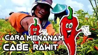 Cara menanam CABE RAWIT dengan tumpang sari