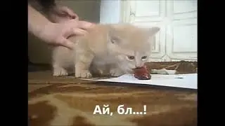 Кот говорит - я голодный!