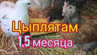 Цыплята подросли. Первые яйца. 🐣🐥🐤Обзор молодняка несушек🐔