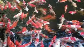relaxation fish: beautiful lake, fisherman, great lake, lots of koi fish, sound of water