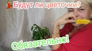 ✂️🔥🔪Формирование ПахистаХиса | 