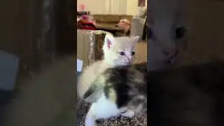 Мини конфликт в мв 