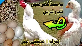 How to Increase Eggs Production and Chicks Size ? #shehrmainگاؤں #petsvlog #hen #murgipalan