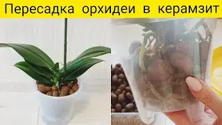 Пересадка орхидеи в керамзит || Пересадка орхидеи после покупки