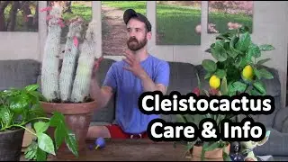 Cleistocactus Repotting & Care