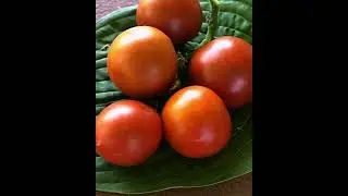 Tomato 