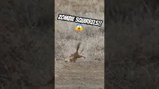 Zombie Squirrels are out there! Is it from the plague, poisons? No one knows! They can not spread!