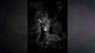 Ekenäs Fotoklubb presents: Naturfoton - Luontokuvia 2017