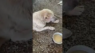 Малыши алабаи улеглись рядышком
