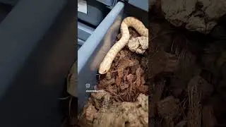 #snake #reptile #reptiles #viral #hognose #hognosesnake #cute #cutesnake #videoshort #boopthesnoot