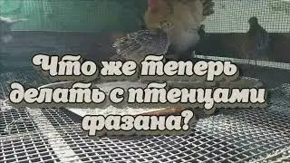 Продолжение истории, как  на покосе спасали яйца фазана и как подросли птенцы с той кладки.