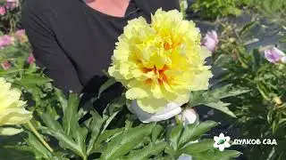Duchesse De Lorraine peony. Pulkovo Garden