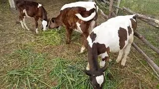 мои бычки на зелёнке