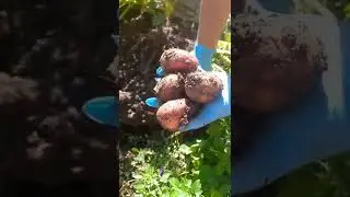 Картофель "Журавинка"