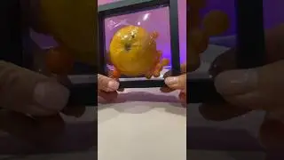 Framed apes #2024video