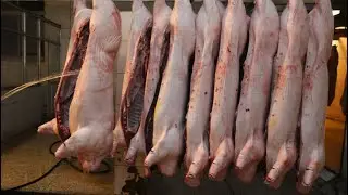 Mass Manufacturing & Processing of bacon | How bacon is made | Food Factory