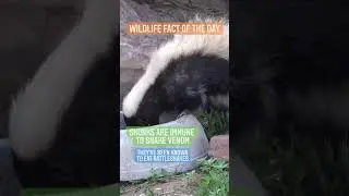 Skunk